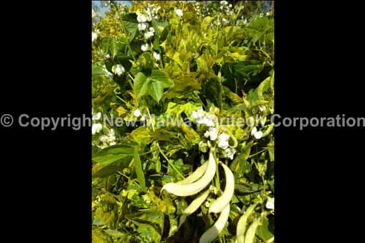 organic npop certified virucide for plants in india